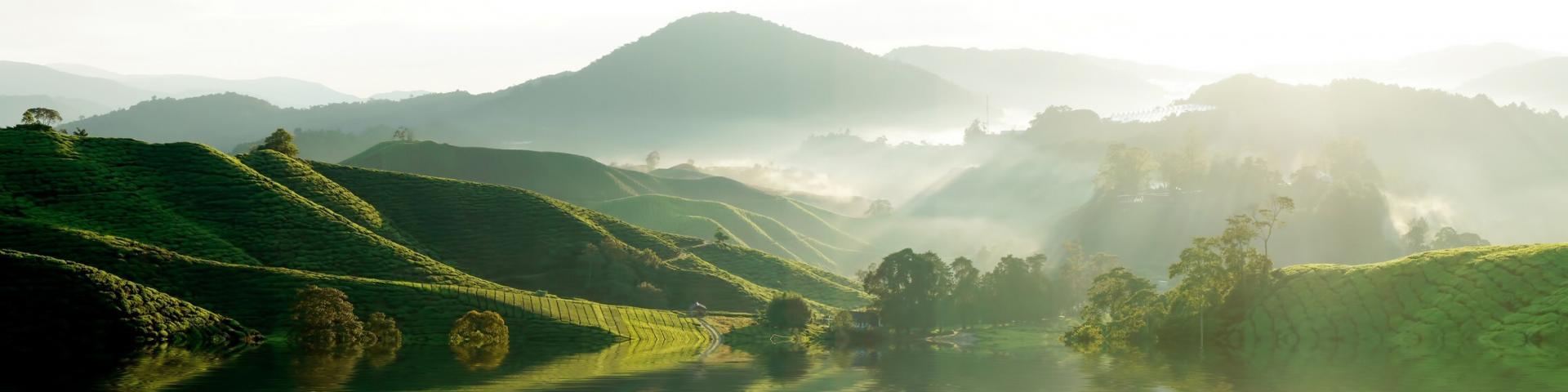 Cameron Highlands